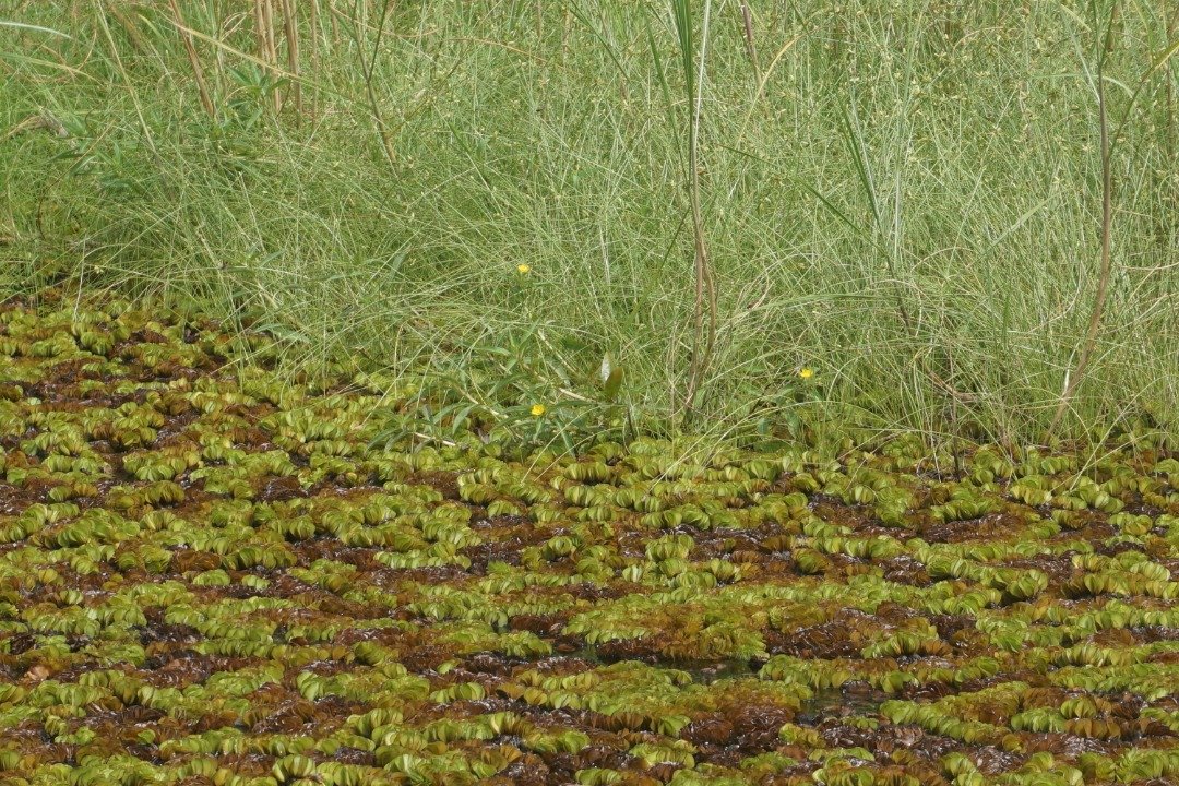 
                                             Manatees and salvinia in Lake Ossa: A difficult cohabitation	